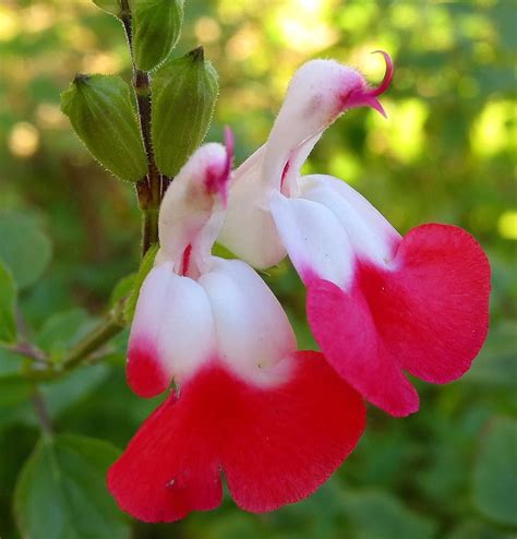 Salvia microphylla 'hot lips' flower | Salvia plants, Salvia, Flowers