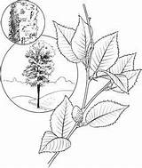 Elm Tree Coloring Pages At GetDrawings  Free Download sketch template