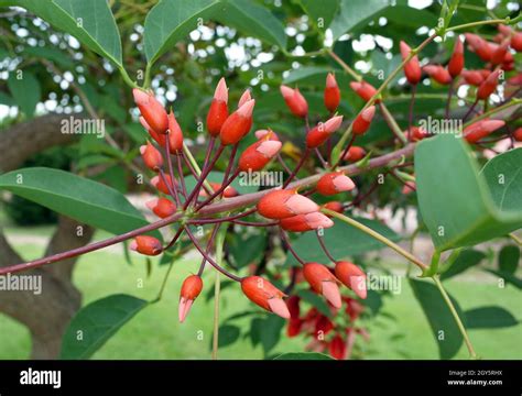 Erythrina crista-galli tree flowering Stock Photo - Alamy