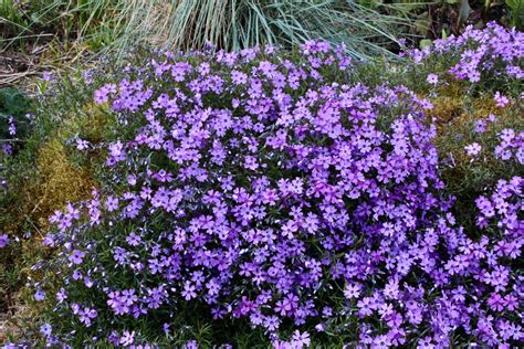 Purple Phlox Flowers