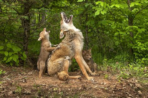 North American Wildlife - Jim Zuckerman photography & photo tours