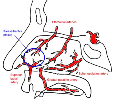 Epistaxis nose anatomy - ALiEM