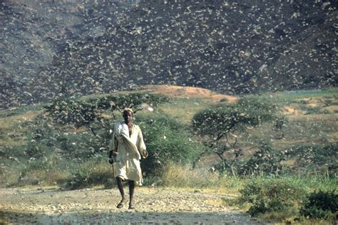 New Weapon Against Desert Locust Plagues: Satellite Images | Live Science