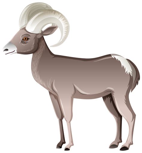 Bighorn Sheep Vector Art, Icons, and Graphics for Free Download