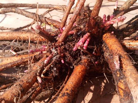 Hop Rhizomes: What, how, and when