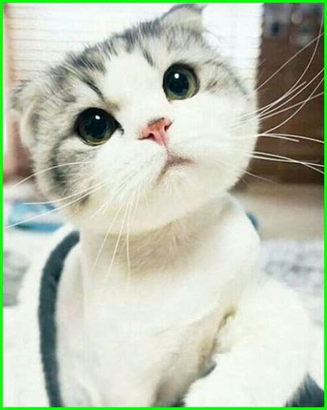 Gambar Kucing Lucu, Imut dan Paling Menggemaskan Sedunia | Gambar kucing lucu, Foto kucing lucu ...