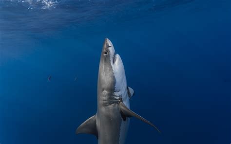 White shark vertical wallpaper | animals | Wallpaper Better