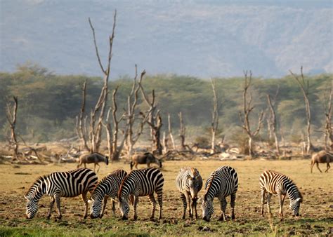 Wildlife in Lake Manyara National Park | Animals in Lake Manyara