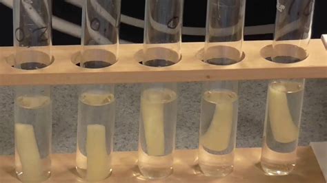 Osmosis, Water Potential of Plant Tissue (AS and A level) - YouTube