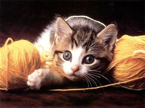 kittens playing with yarn - Kittens Photo (41551179) - Fanpop