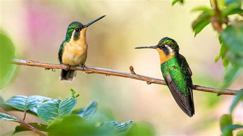 Scharfe Nase Grüne gelbe Hummingbirds sitzen auf dem Stiel in Unschärfe Hintergrund 4k Birds HD ...