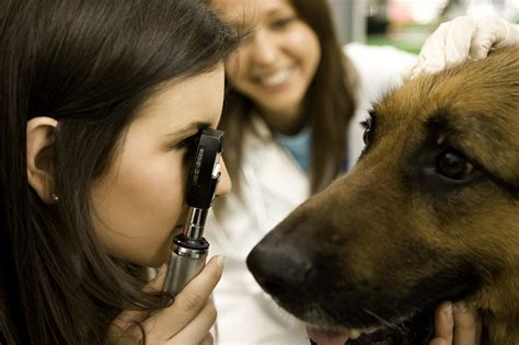 How to Treat Corneal Ulcer in Dogs | Vetrix, Inc.