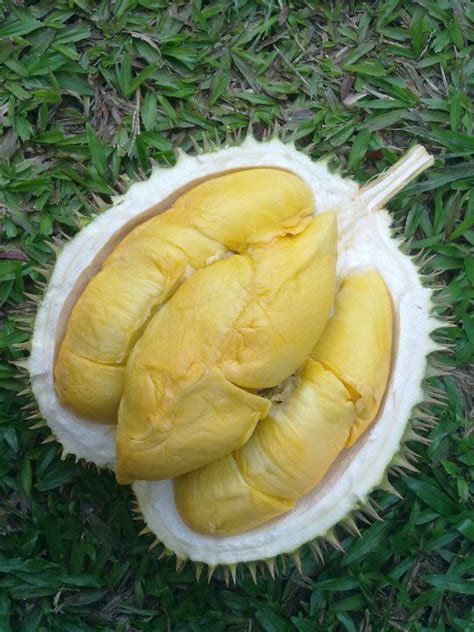 Pin oleh Suyu yù di Food & Drink | Buah, Buah segar, Makanan ringan sehat