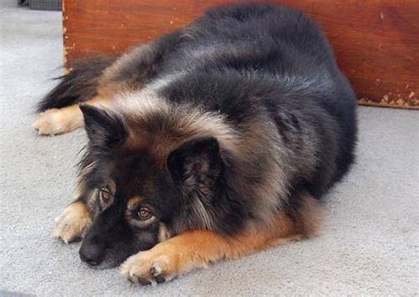 Akita Shepherd (Akita x German Shepherd Mix), Temperament, Puppies ...