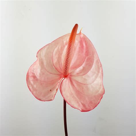 Anthurium (Local) - Light Pink