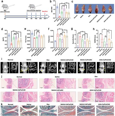 a) Schematic illustration of the experimental design in C57BL/6 mice... | Download Scientific ...