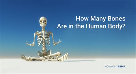 How Many Bones Are in the Human Body - Howmanypedia