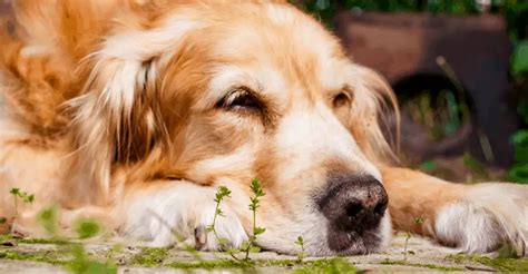 Golden Retriever Ear Infections | Golden Retriever Society