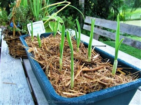 How to Grow Garlic Indoors in a Container - Organize With Sandy