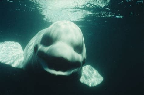 NOC, the white whale that tried to sound like a human