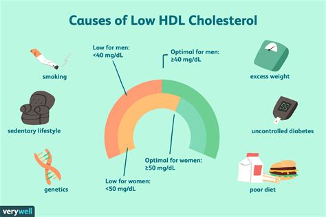 What Causes Low HDL Cholesterol Levels? (See Article). https://www.verywellhealth.com/what ...