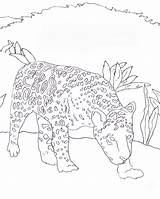 Jaguar Coloring Pages sketch template