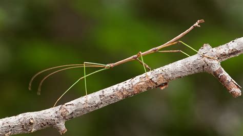 Giant Stick Bug