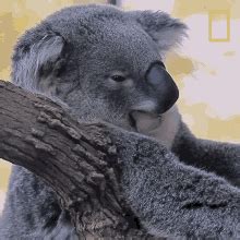 Yawn Koalas101 GIF - Yawn Koalas101 Sleepy - Discover & Share GIFs