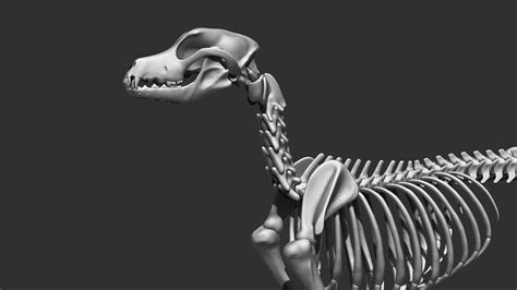 Dog Skeleton 3D Model $79 - .ztl .obj - Free3D