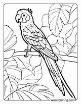 100  Jungle coloring Pages FREE Printable PDF Woo Coloring sketch template