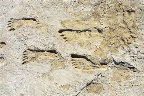 Eerie Ancient Footprints of Adult and Child Walking Together Revealed - Newsweek