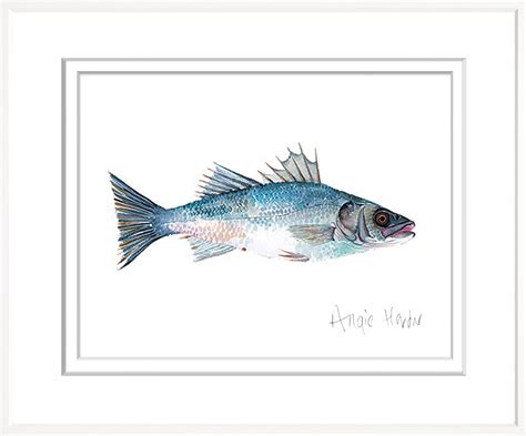 TROWBRIDGE - Beach Trowbridge, Art Consultant, Exotic Fish, Us Images, Black And White ...