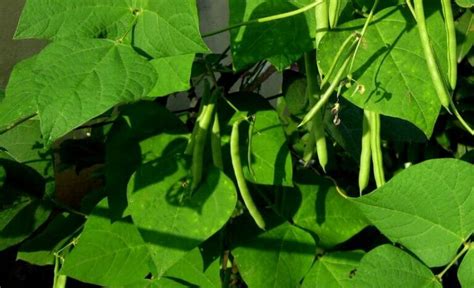 How to Harvest Green Beans & How to Preserve Them