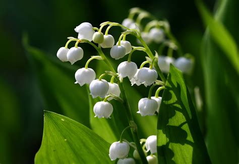 File:Lily of the valley 777.jpg - Wikimedia Commons