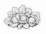 Go Green With Lettuce Coloring  Page sketch template