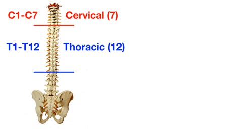 Vertebral Column Anatomy: Cervical, Thoracic, Lumbar, Sacral Spine — EZmed