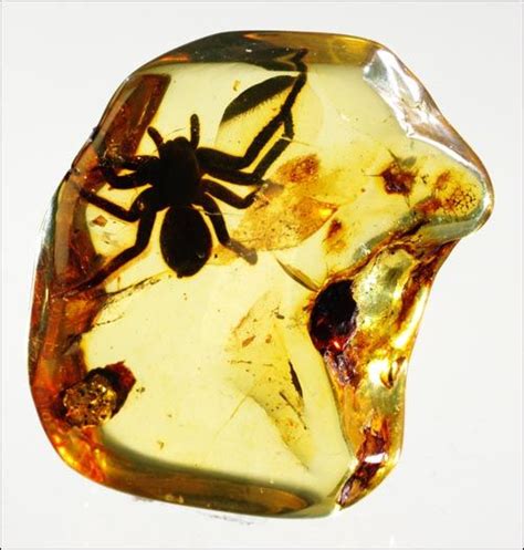 80 best Amber fossils images on Pinterest | Amber fossils, Minerals and ...