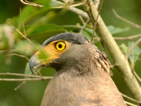 Birding Diaries - Crested Serpent Eagle, KMTR