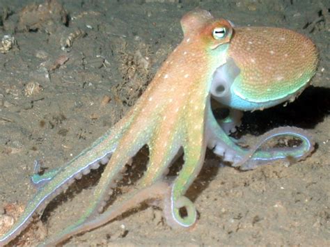 10 Geweldige weetjes over de octopus - RuimBegrip.nl