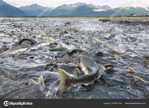 Salmon Spawning Alaska River Stock Photo by ©kamchatka 605837164