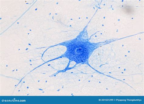 Motor Neuron Under the Microscope. Stock Image - Image of light ...