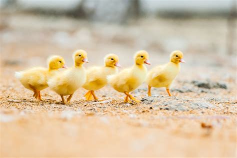 Raising Ducklings 101 | Blain's Farm & Fleet Blog