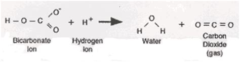 Day 4: Evolution of Earth - Volcanic Eruption Student Worksheet | Curriki