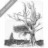 Stock Art Drawing Of A Bristlecone Pine Tree sketch template
