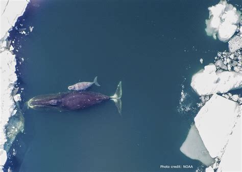 A bowhead whale mother and calf. The bowhead is the longest-lived of all mammals. Bowhead Whale ...