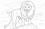 Free Printable Lion Coloring Pages For Kids sketch template