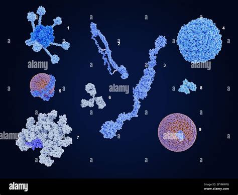 Components of blood plasma, illustration Stock Photo - Alamy