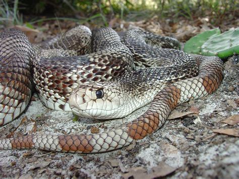 Eastern Pinesnake – Florida Snake ID Guide