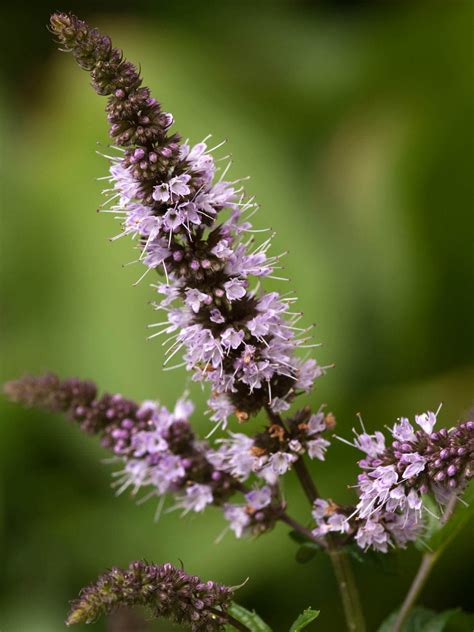 Peppermint Facts and Health Benefits