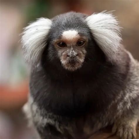 Common Marmoset - Facts, Diet, Habitat & Pictures on Animalia.bio